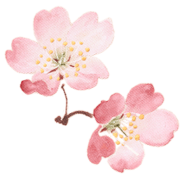 ピンクの花ビラ1の画像