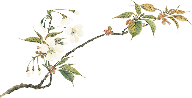 白い花の枝の画像