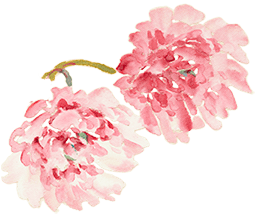 八重桜2の花びらの画像